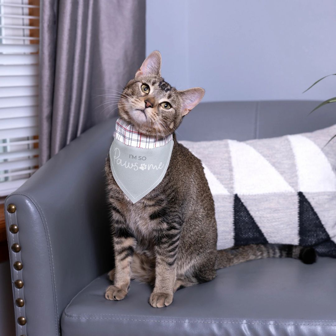 I’m So Pawsome Canvas Slip-On Pet Bandana – Pavilion’s Pets – 7″x5″